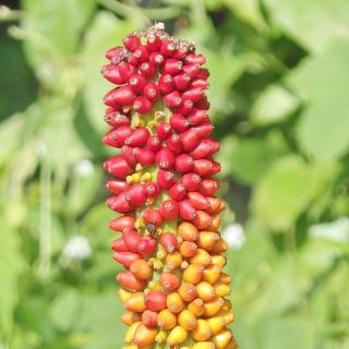 Extrait de tubercule Glucomannane