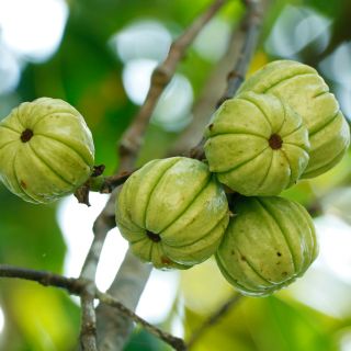 Extrait de fruit de Garcinia Cambogia